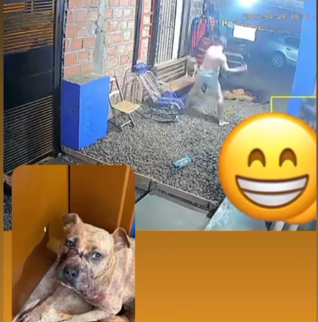 Detuvieron a un hombre acusado de golpear brutalmente a perros y por violencia familiar 2